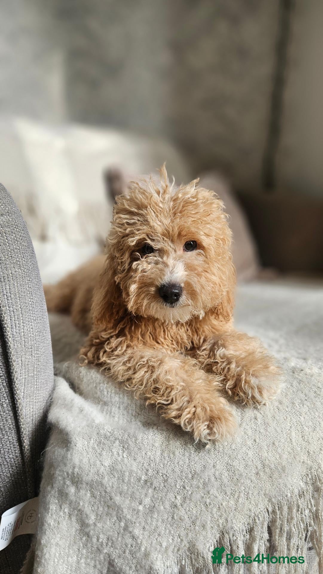 Mini Goldendoodle dogs Small/toy goldendoodle boys ✨️💙 - Advert 2