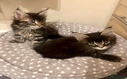 Maine Coon cats for sale: GCCF reg Maine Coon Kittens Stunning Tabby litter - Image 25