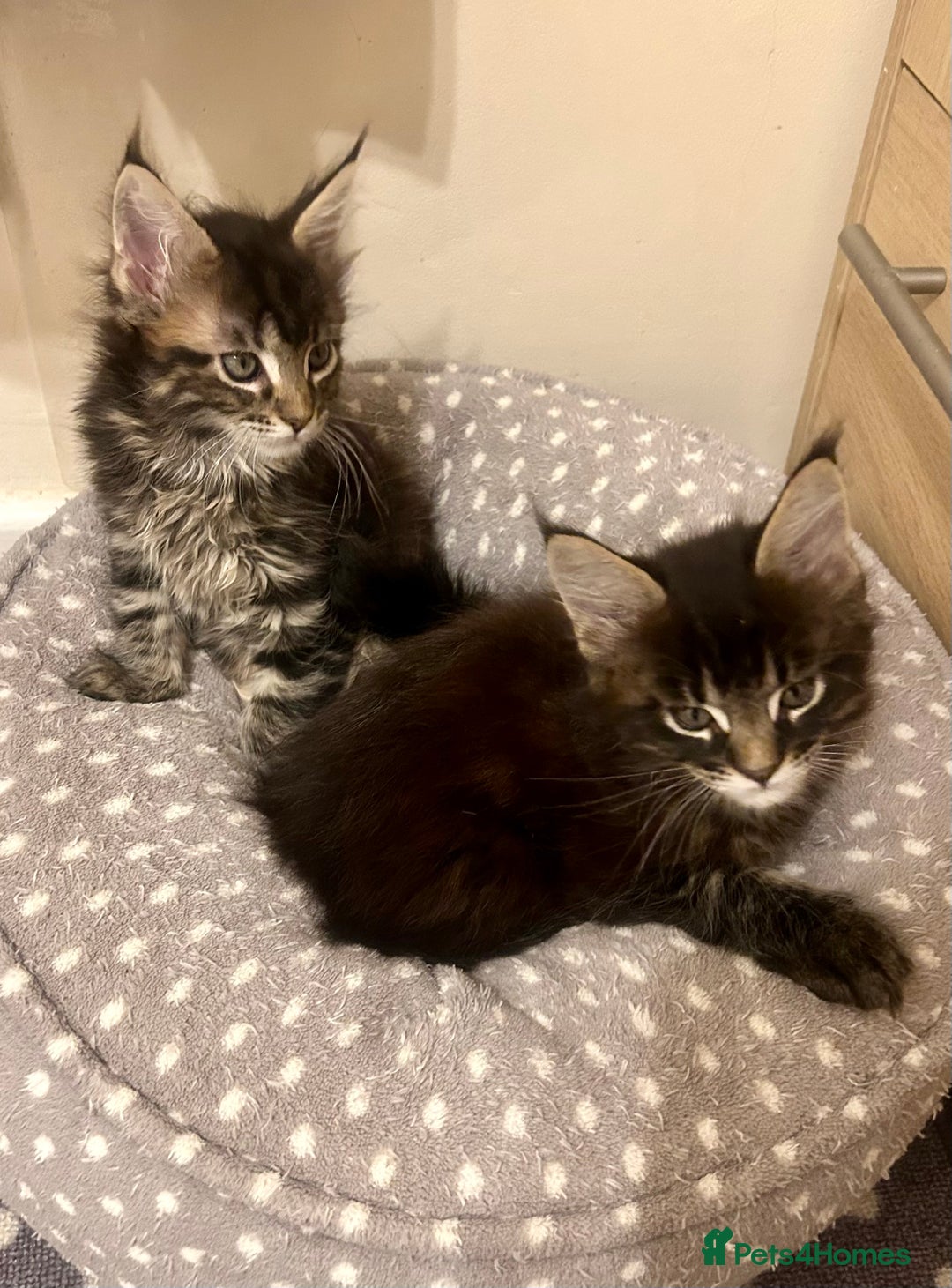 Maine Coon cats for sale: GCCF reg Maine Coon Kittens Stunning Tabby litter - Image 25