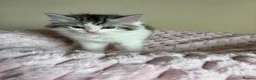 Mixed Breed cats for sale: British Short Hair Cross Ragdoll Kittens  in Selby - Advert 22