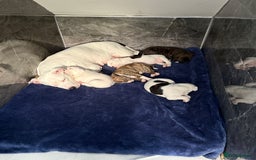 American Bulldog dogs for sale: American staffie cross pups  - Image 9