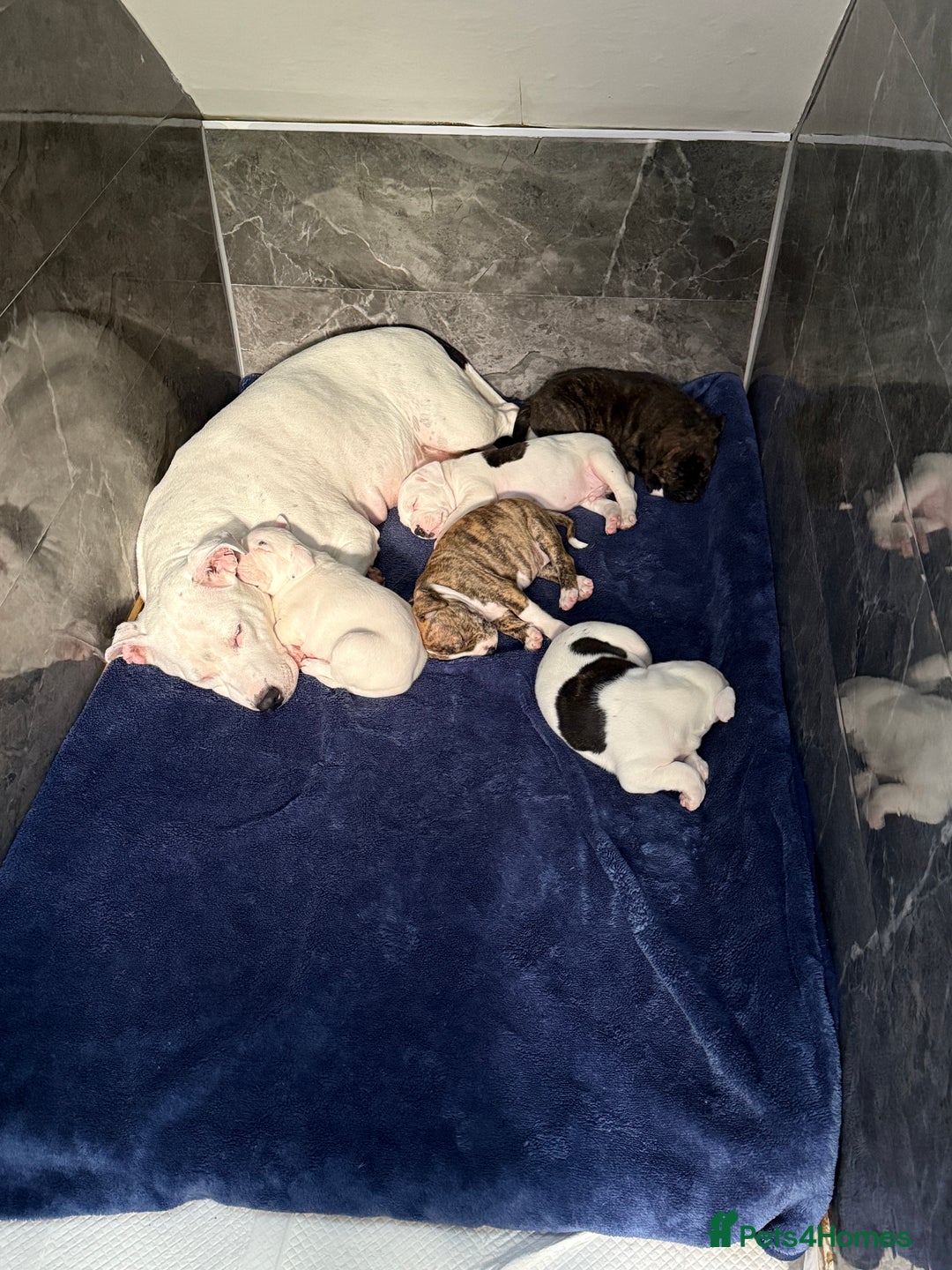 American Bulldog dogs for sale: American staffie cross pups  - Image 9