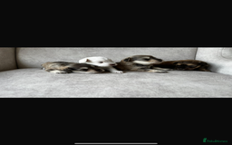 Miniature Schnauzer dogs for sale: Beautiful chocolate miniature schnauzer puppy  - Advert 7