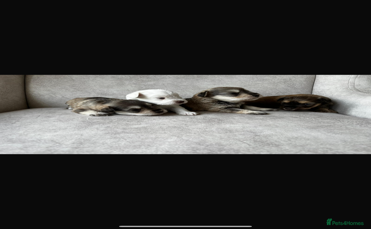 Miniature Schnauzer dogs Beautiful chocolate miniature schnauzer puppy  - Advert 16