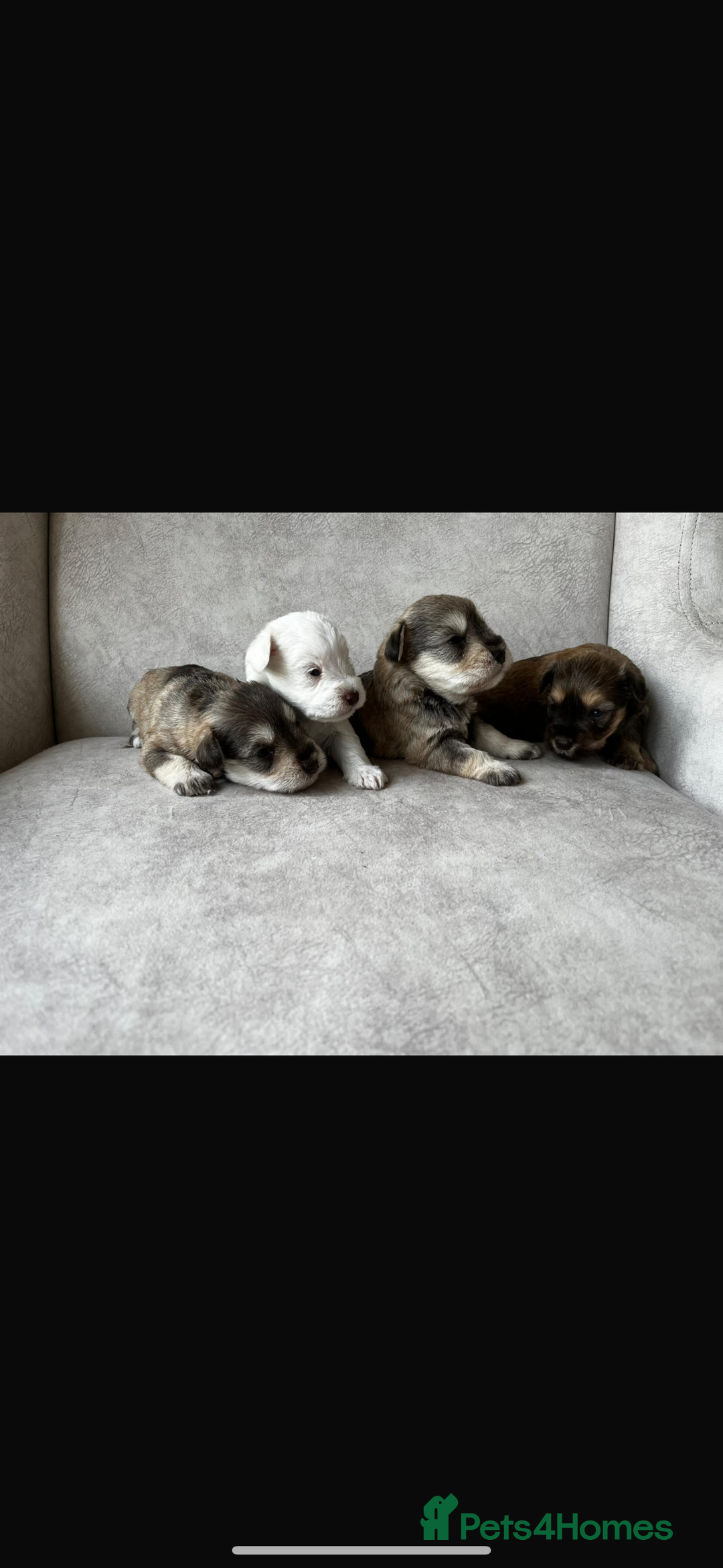Miniature Schnauzer dogs for sale: Beautiful chocolate miniature schnauzer puppy  - Advert 7