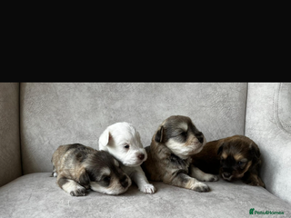 Miniature Schnauzer dogs Beautiful chocolate miniature schnauzer puppy - Advert 14