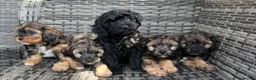 Cavapoo dogs for sale: Amazing coloured fi cavapoo health tested parents  - Advert 9