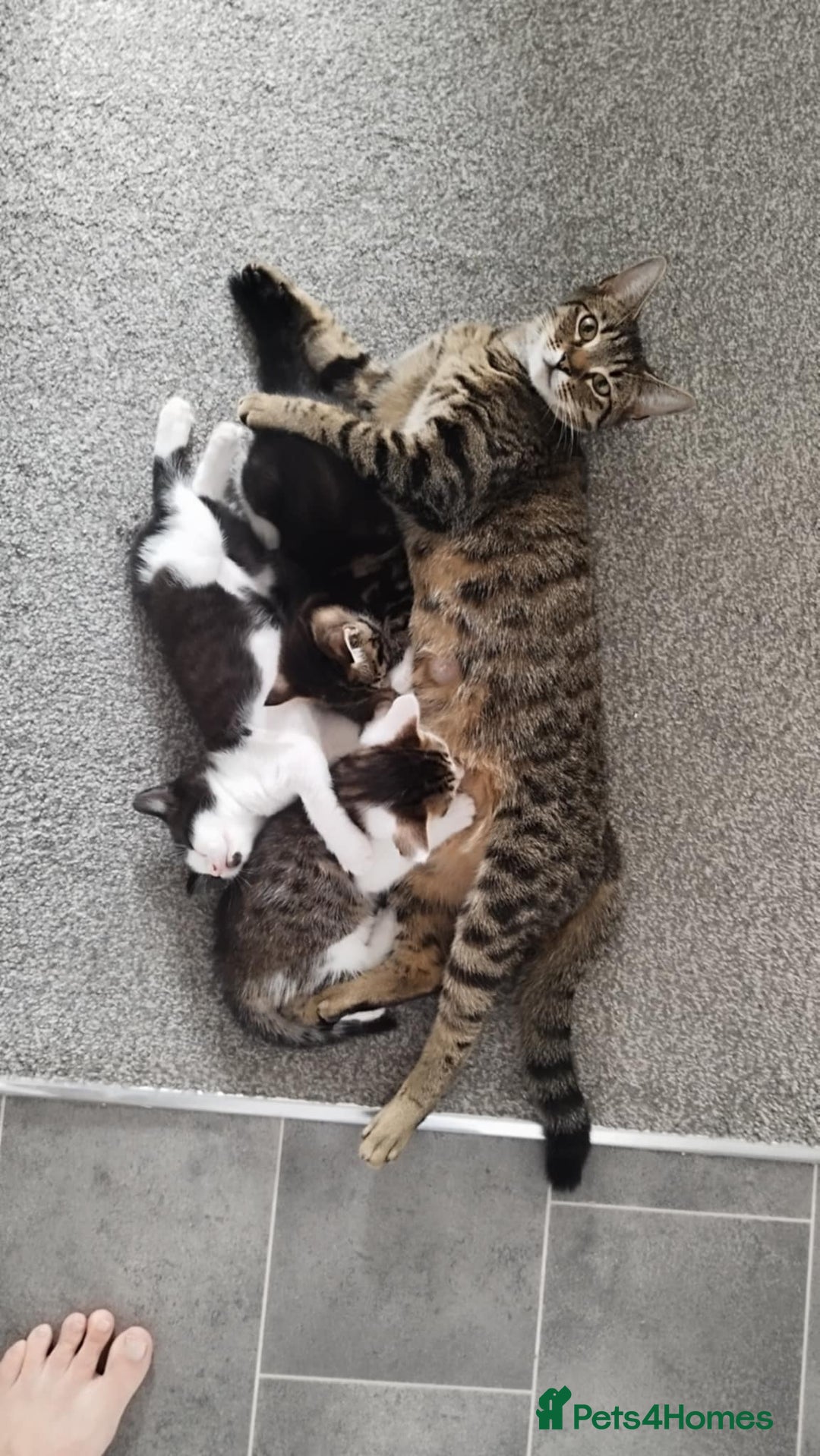 Mixed Breed cats for sale: Cute little Boy looking for forever home. - Image 3