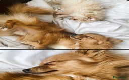 Pomeranian dogs for sale: Lovely dog for sale  - Image 9