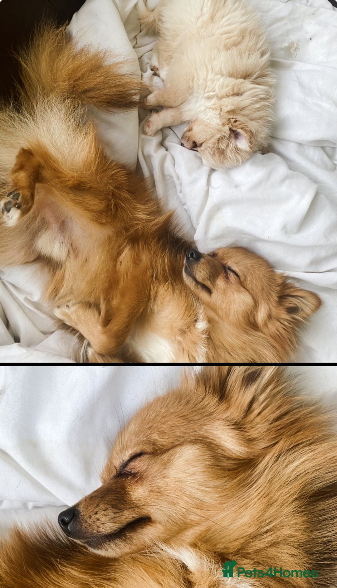 Pomeranian dogs for sale: Lovely dog for sale  - Image 9