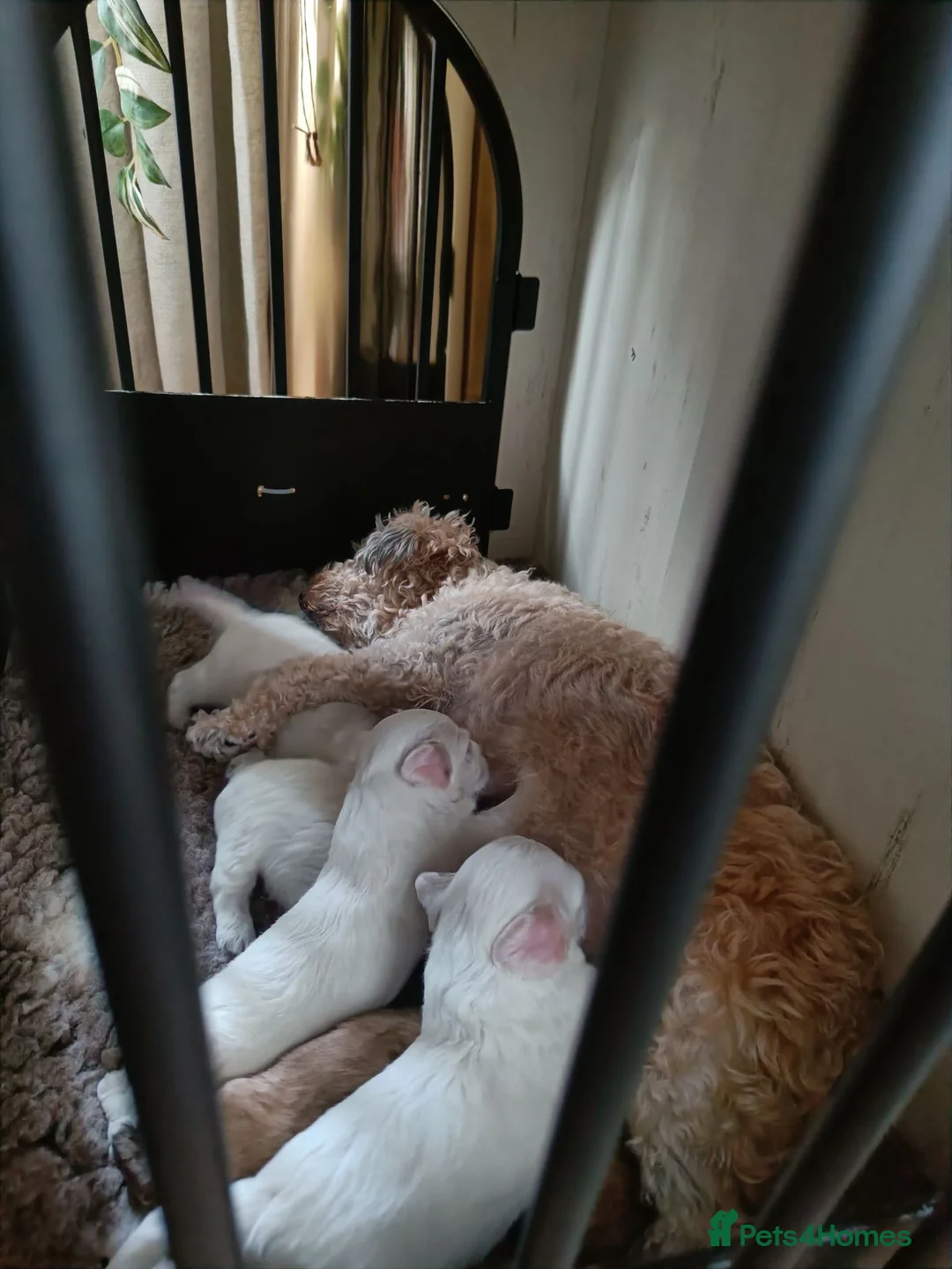 Maltipoo dogs for sale: Maltipoo puppies 2 girls 2 boys - Advert 12