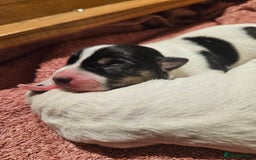 Jack Russell dogs for sale: 🐾 Jack Russell Pups Looking for Forever Homes! 🐾 - Image 5