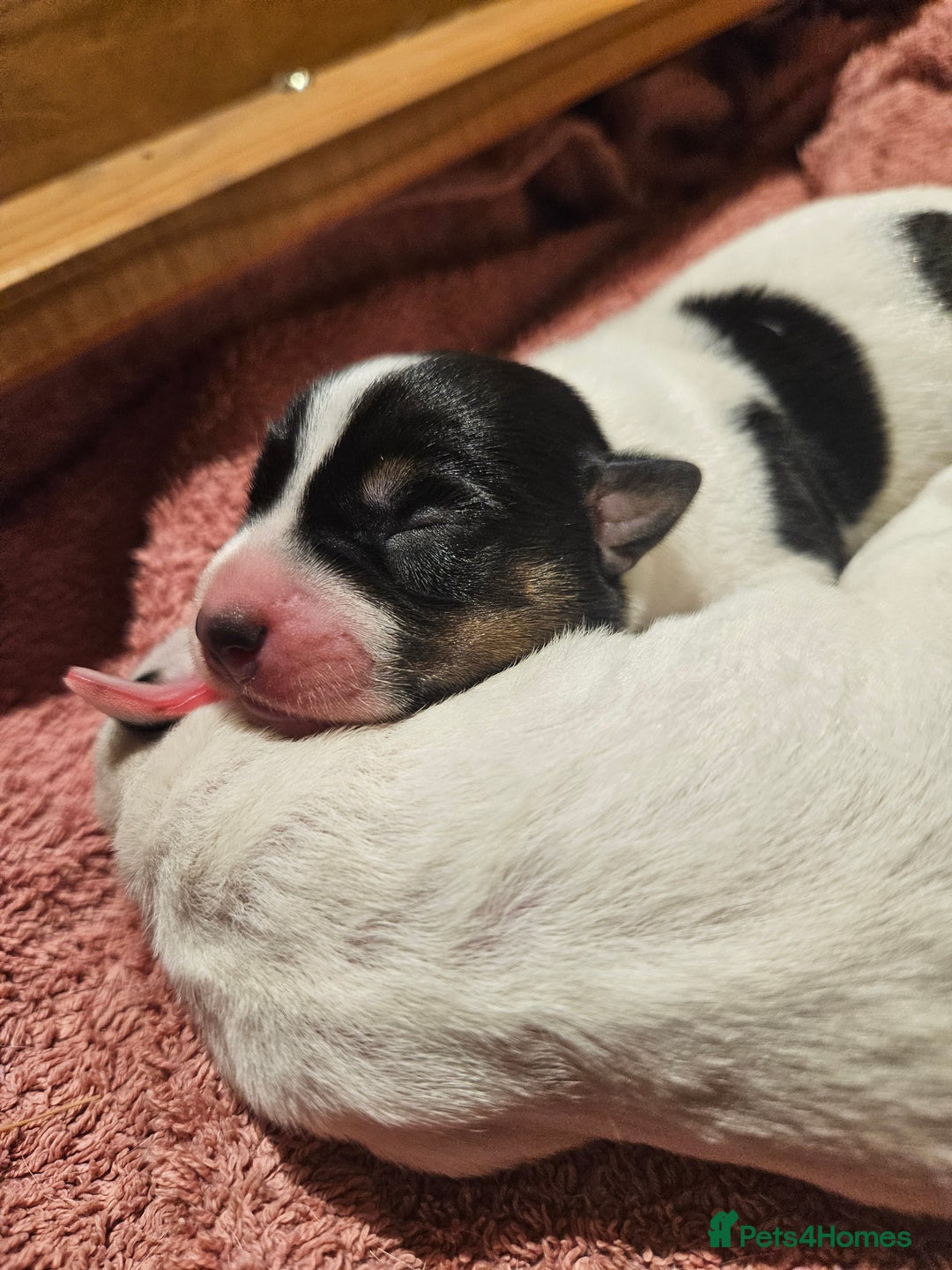 Jack Russell dogs for sale: 🐾 Jack Russell Pups Looking for Forever Homes! 🐾 - Image 5
