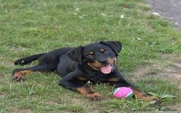 Rottweiler dogs for sale: 14 week old Rottie so beautiful  - Image 1