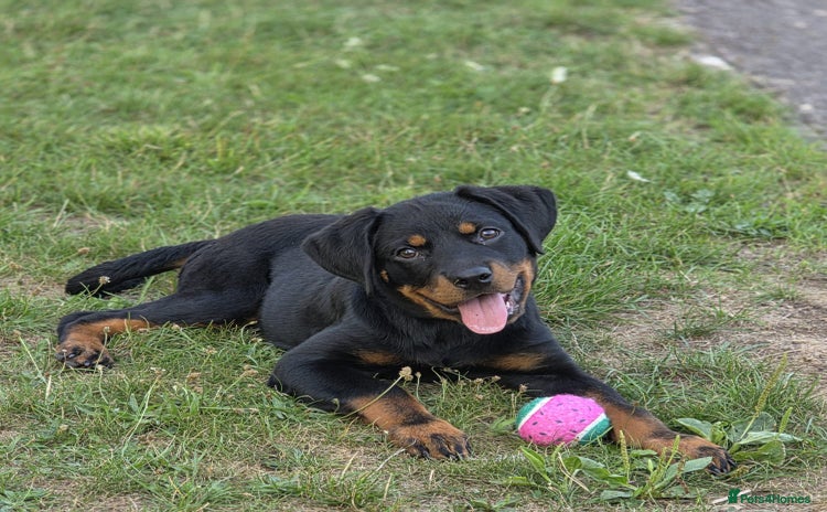 Rottweiler dogs - Advert 1