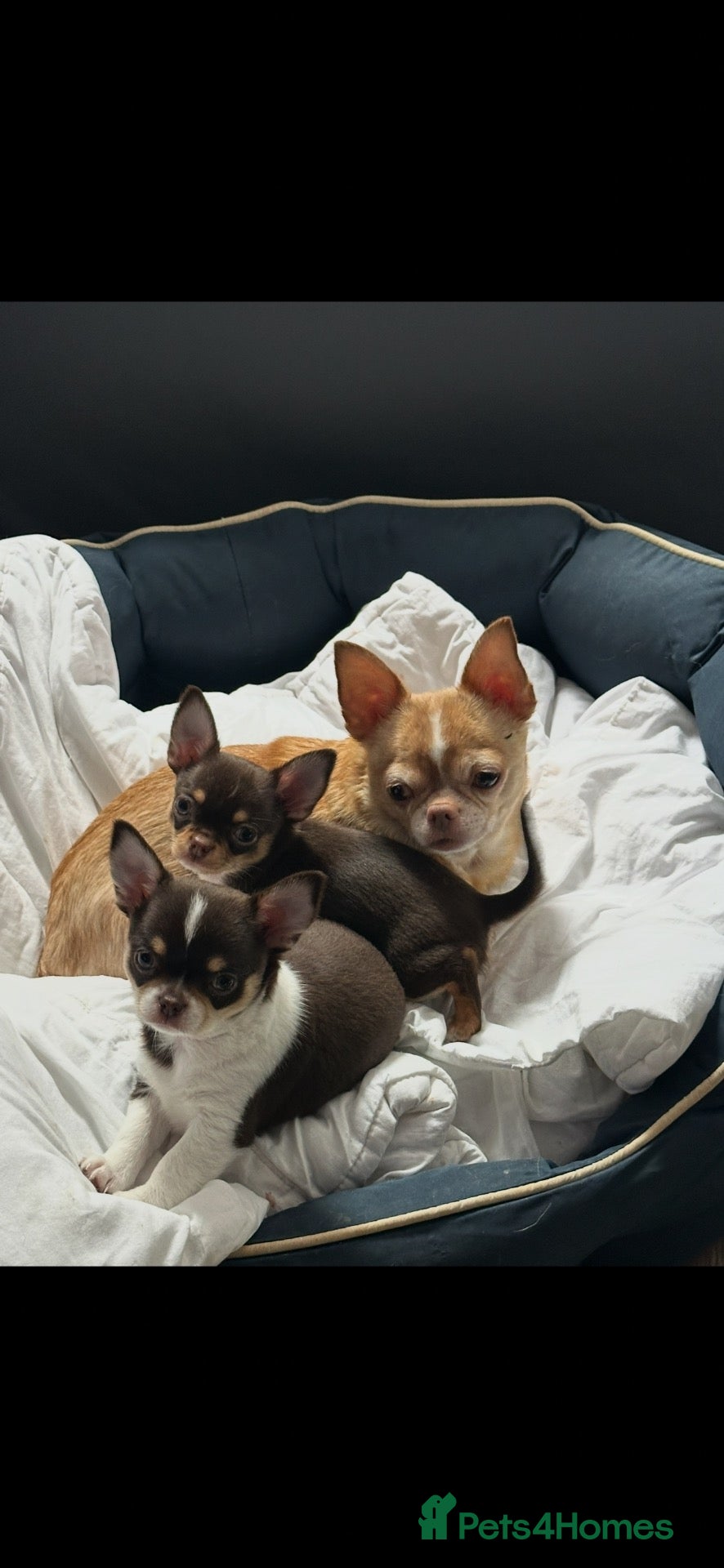Chihuahua dogs Chihuahua puppies  - Advert 10