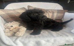 Cockapoo dogs for sale: F1 miniature gorgeous cockapoo puppies  - Image 15