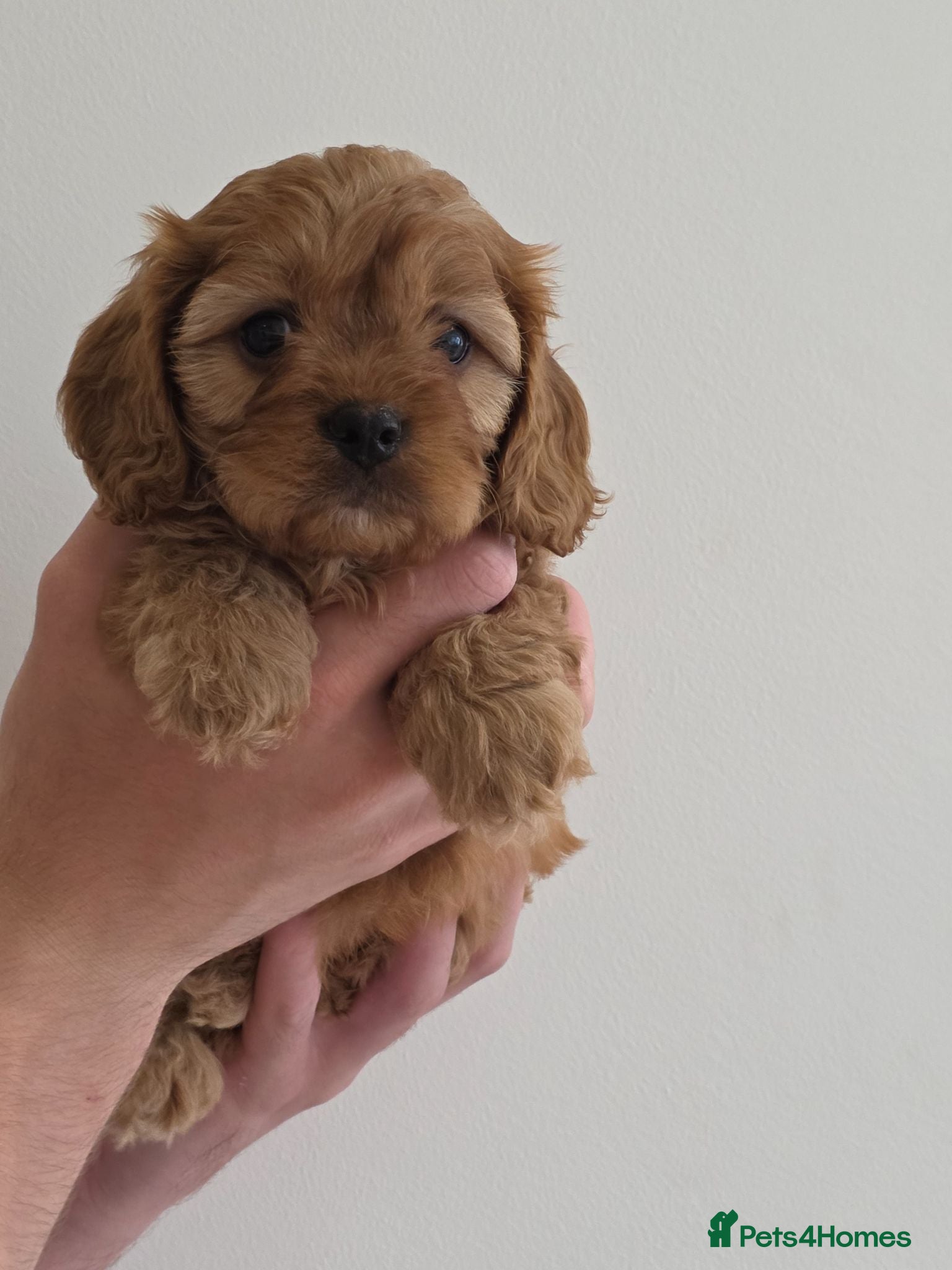 Cavapoo dogs 3 beautiful boys available 🩵🩵🩵 - Advert 1
