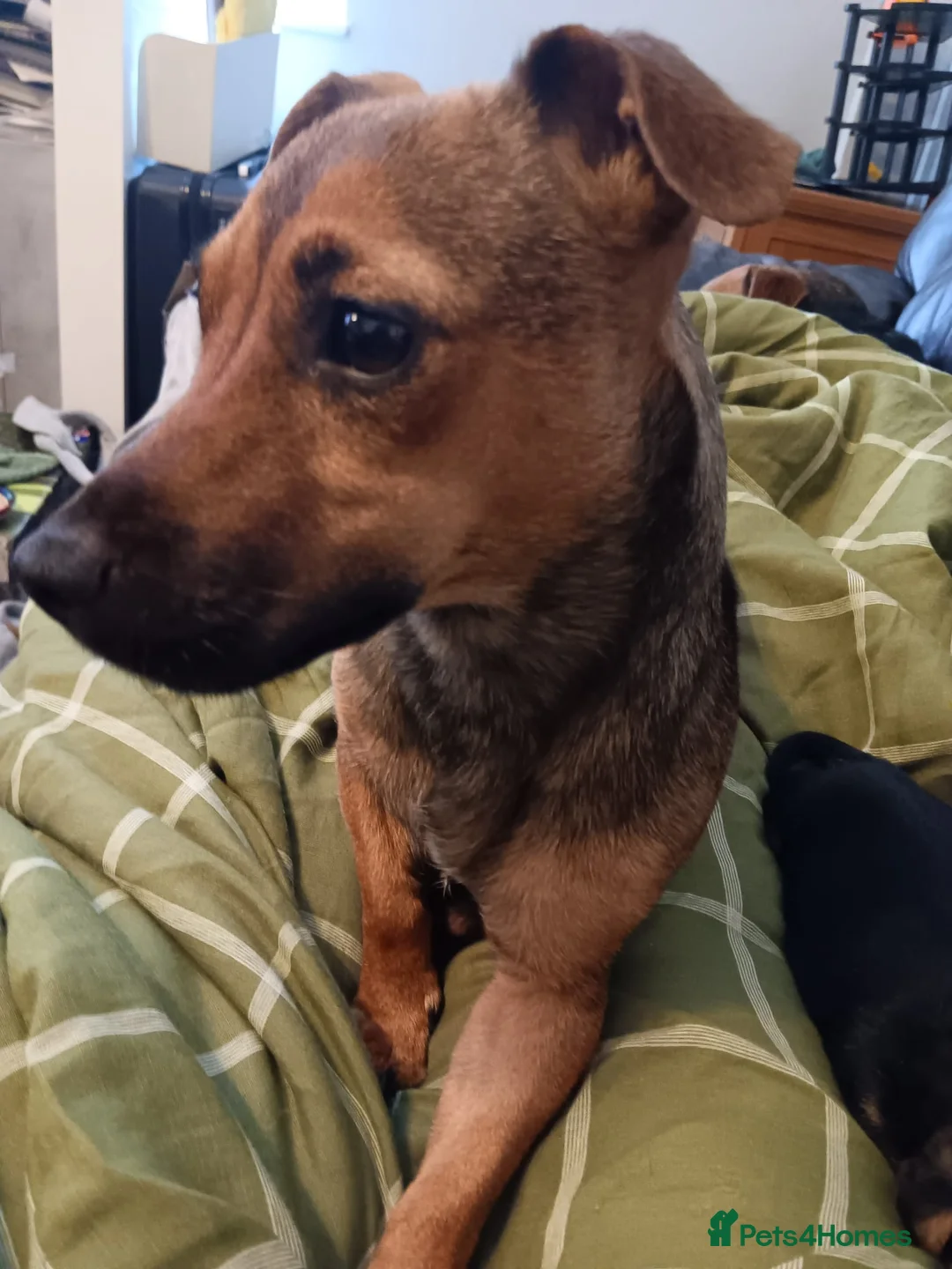 Jack Russell dogs for sale: Jack russell puppies in London - Advert 2