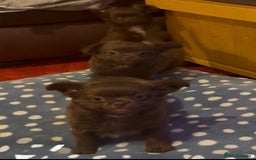 Chihuahua dogs for sale: Chihuahua KC puppies - Image 4