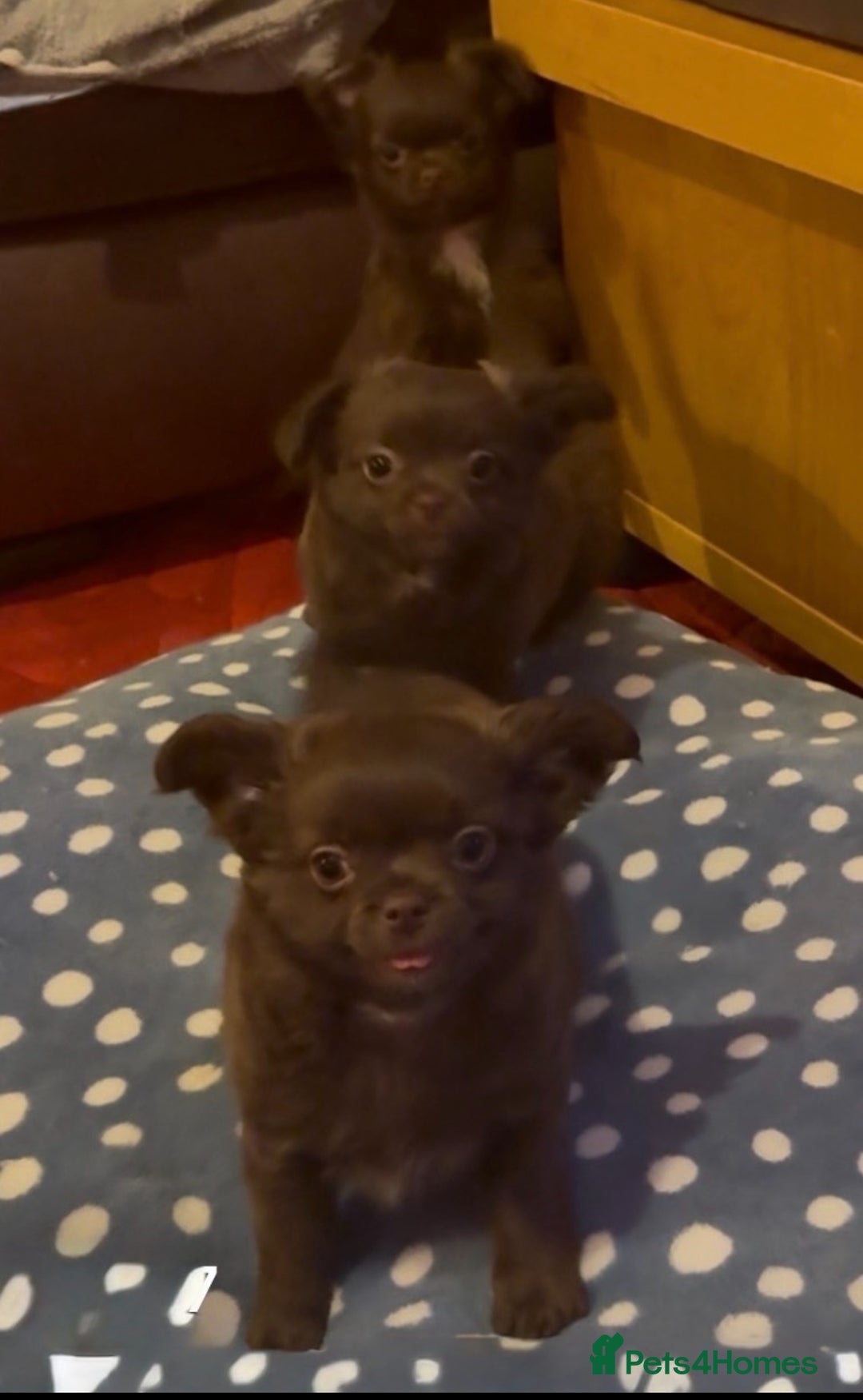 Chihuahua dogs for sale: Chihuahua KC puppies - Image 4