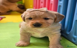 Labradoodle dogs for sale: F1 MINI LABRADOOLES - Image 14