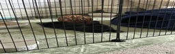 Netherland Dwarf rabbits for sale: 9 weak old rabbit (male) need gone ASAP - Advert 6