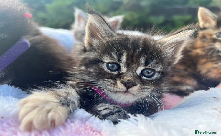 Maine Coon cats for sale - Advert 3