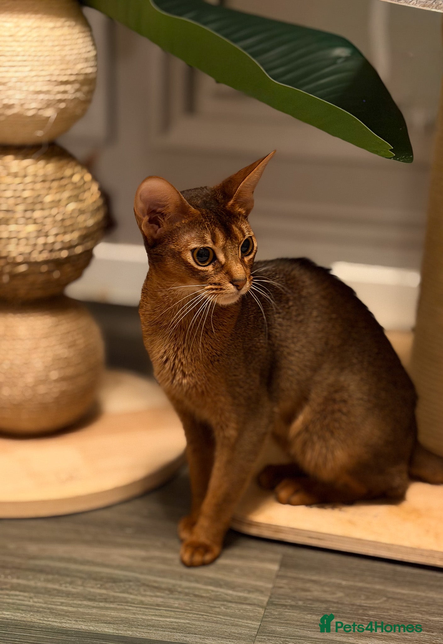 Abyssinian cats Champion Line Pedigree Abyssinian Kittens  - Advert 3