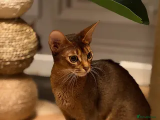 Abyssinian cats Champion Line Pedigree Abyssinian Kittens - Advert 1