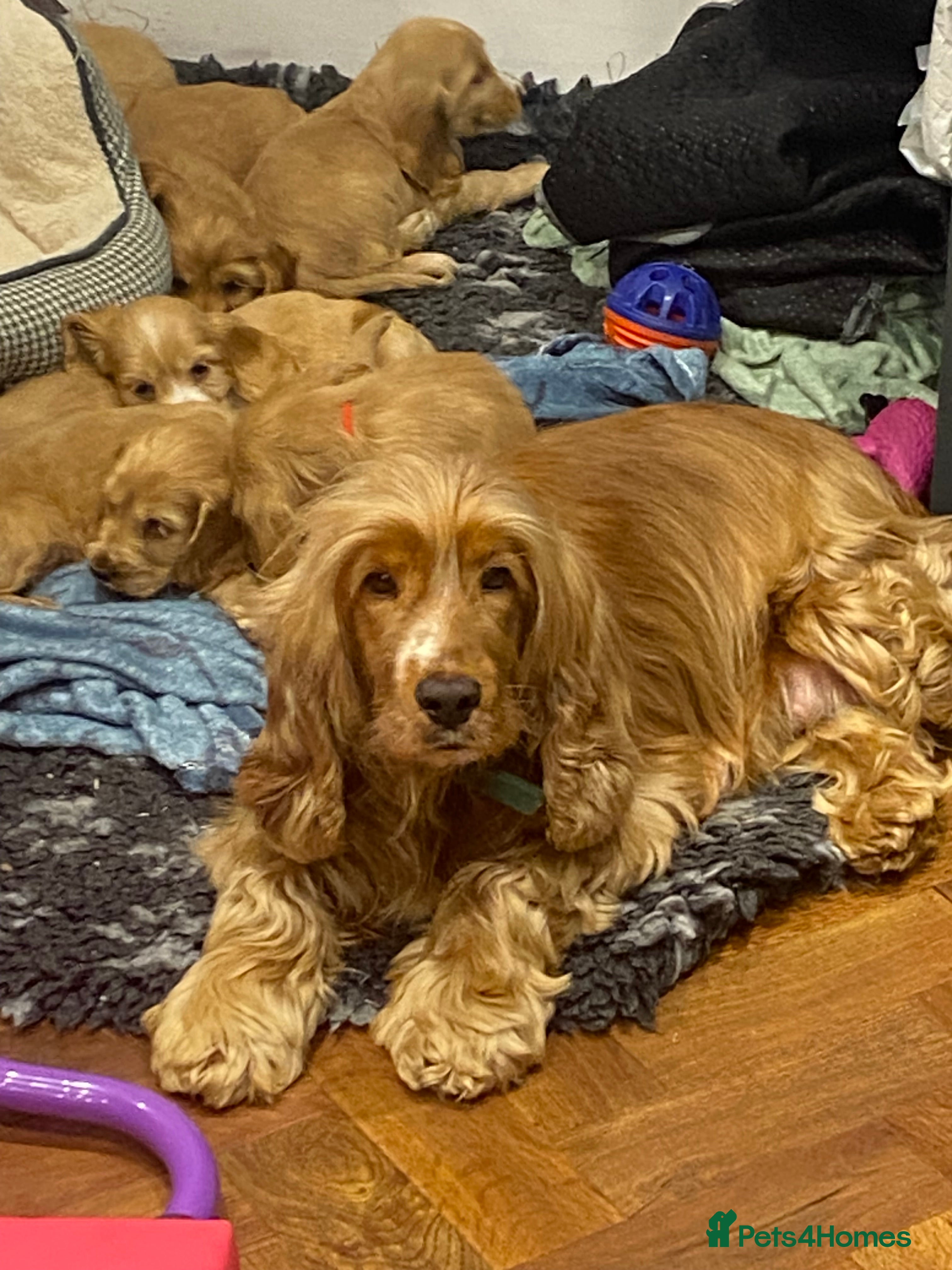 Cocker Spaniel dogs Gorgeous golden Show Cocker spaniel Litter  - Advert 1