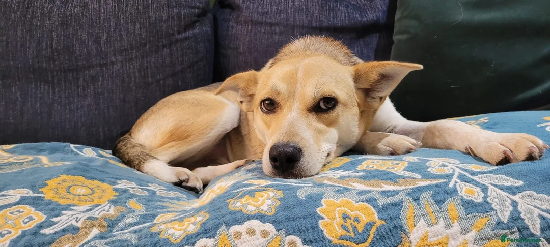 Mixed Breed dogs for adoption: OVERLOOKED: ❤️LOLLY❤️- small size 2 yo girl - Advert 16