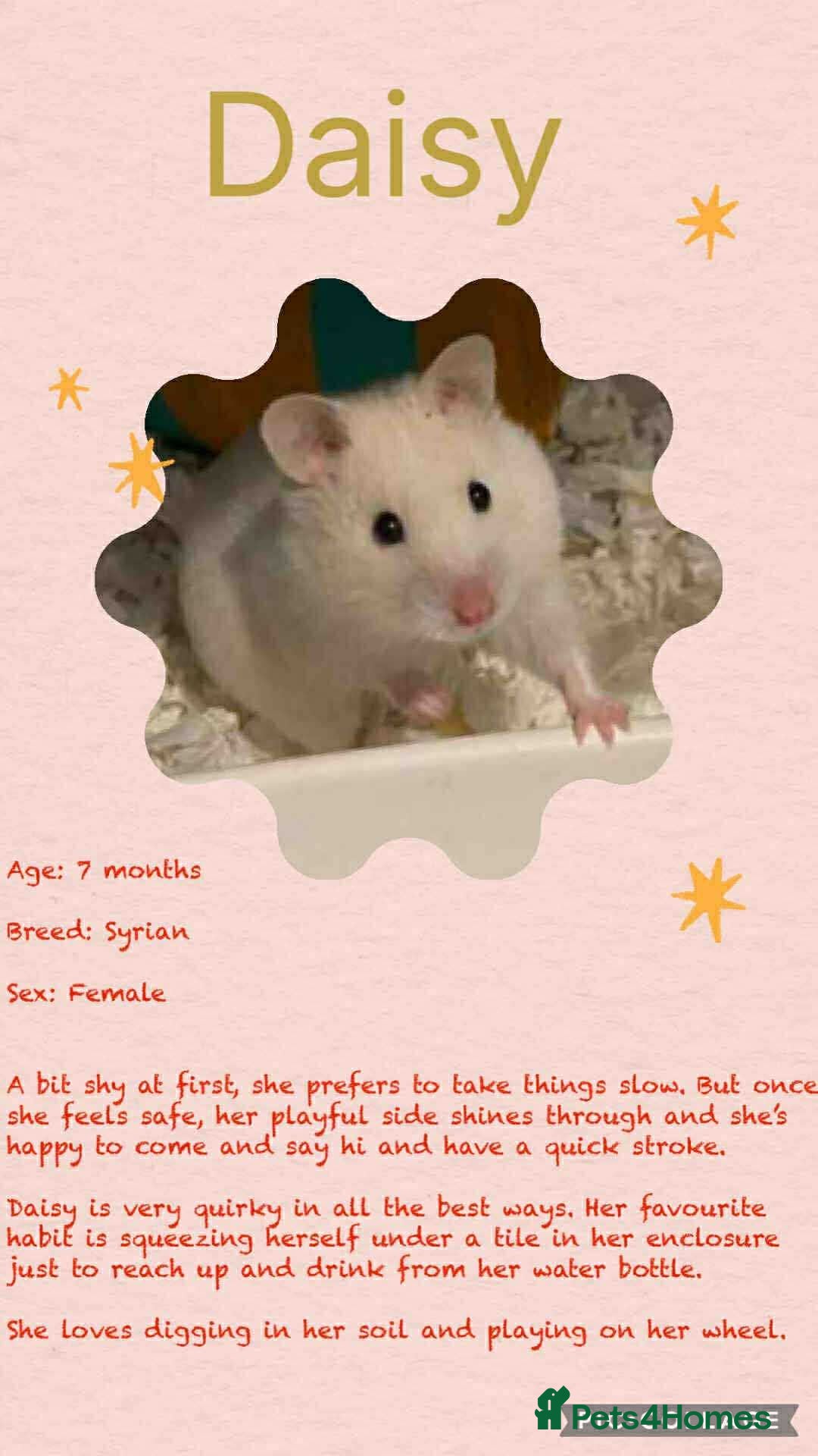 Hamster rodents for sale: Hamsters for adoption  - Image 21