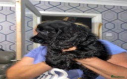 Cocker Spaniel dogs for sale: 5 th Generation Cocker Spaniel Pups/Ready to leave - Image 12
