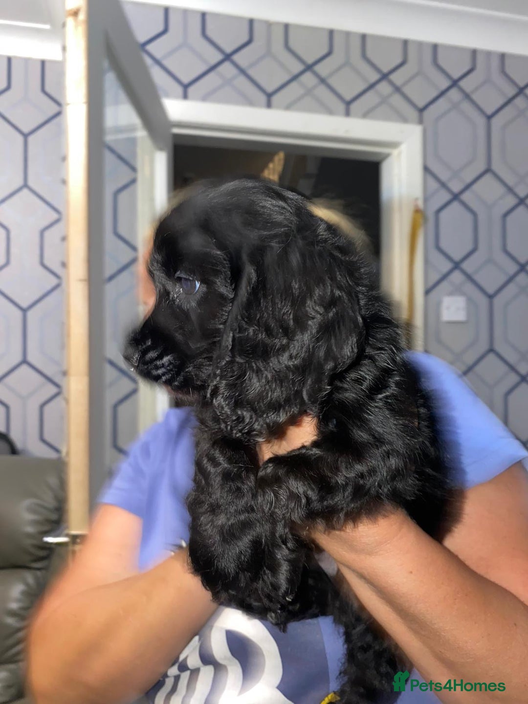 Cocker Spaniel dogs for sale: 5 th Generation Cocker Spaniel Pups/Ready to leave - Image 12