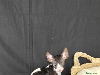 Cornish Rex cats Cornish Rex kitten - Advert 2