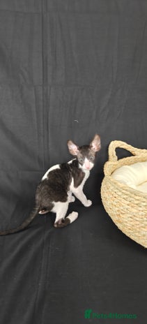 Cornish Rex cats Cornish Rex kitten - Advert 2