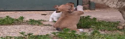 Jack Russell dogs for sale: Jack Russell Puppies - Advert 10