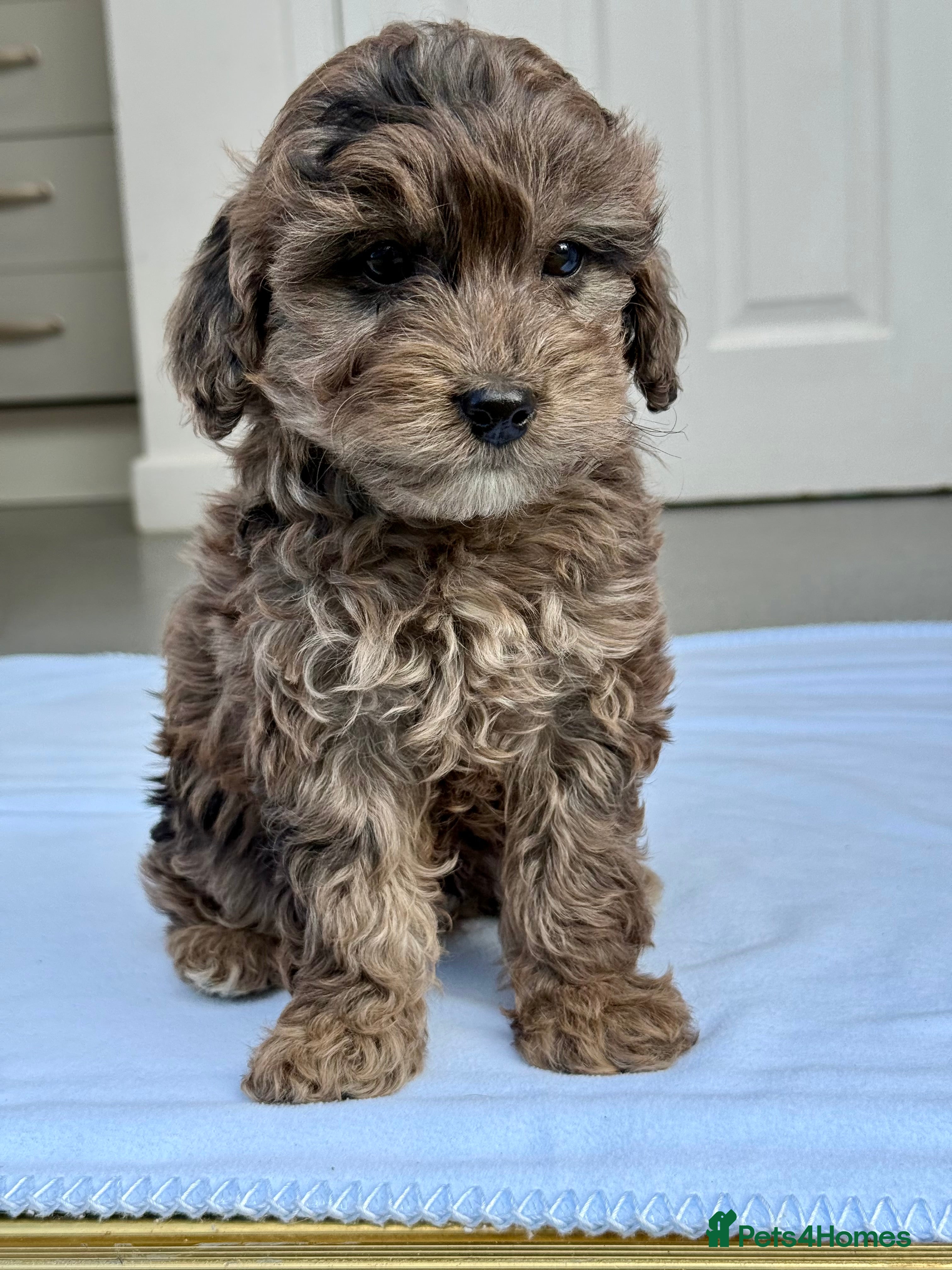 Cockapoo dogs STUNNING F1B TOY COCKAPOO’S - Advert 1