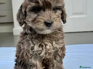 Cockapoo dogs STUNNING F1B TOY COCKAPOO’S - Advert 1