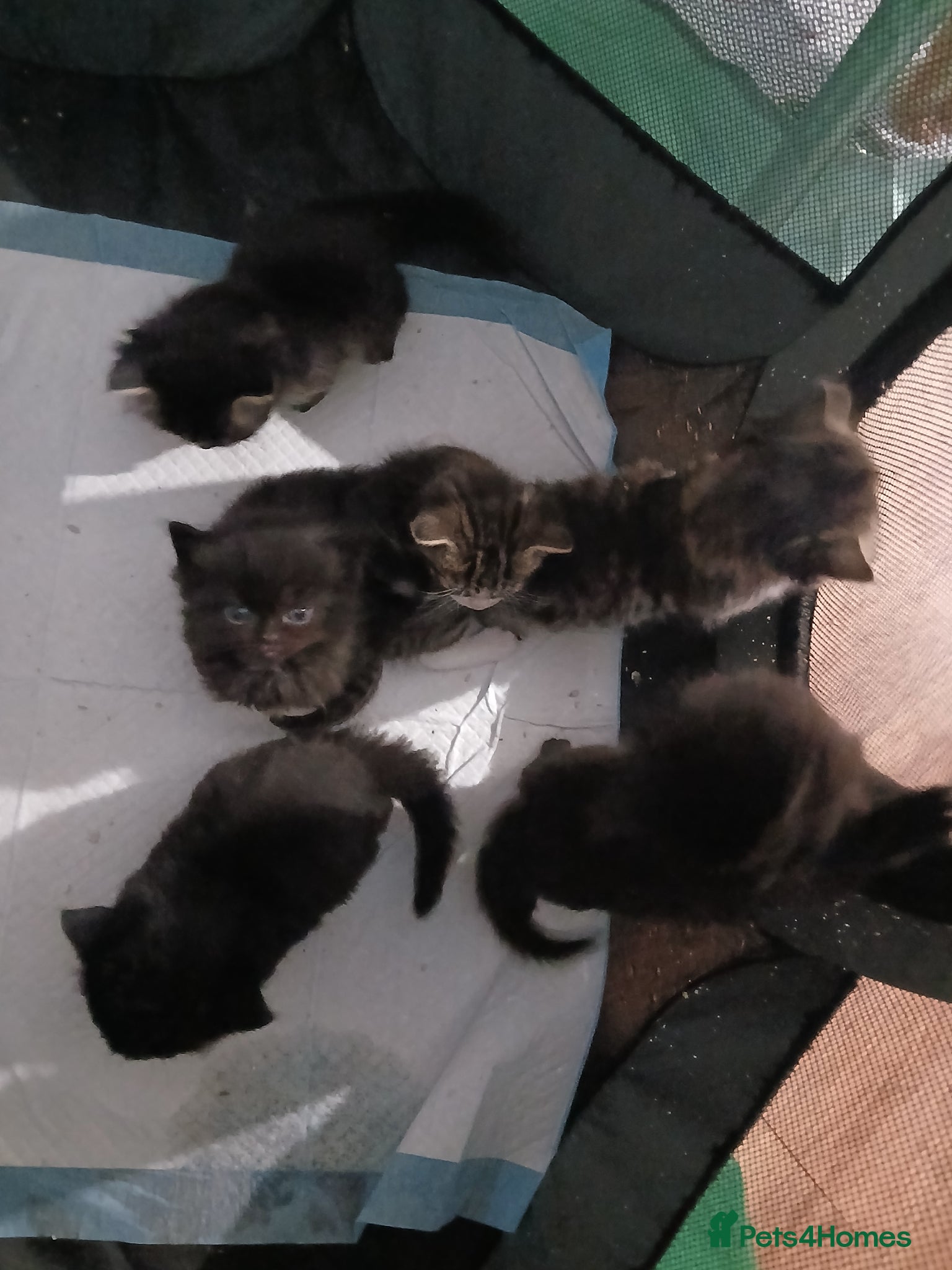 Mixed Breed cats 6 persuan x kittens - Advert 1