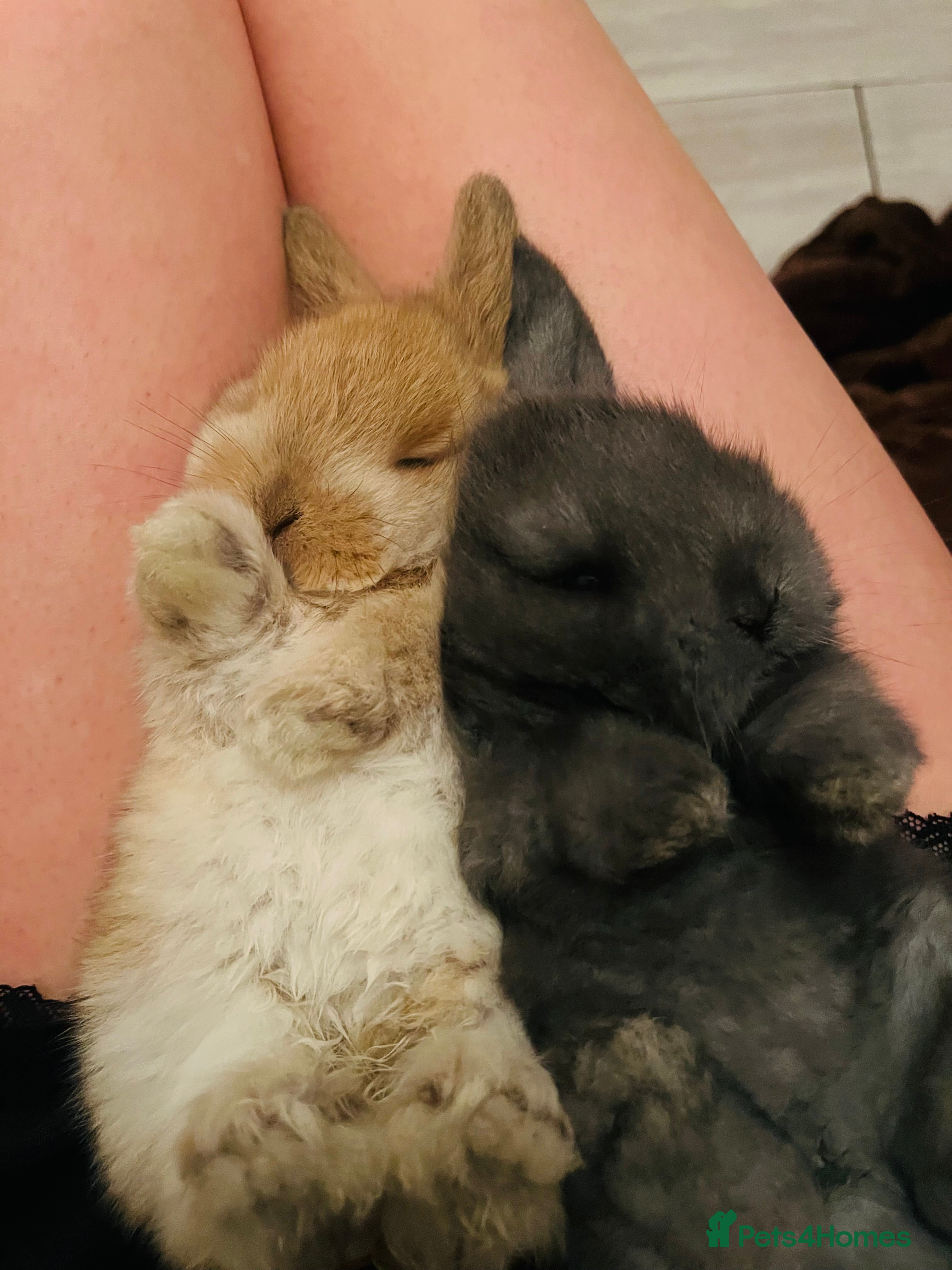 French Lop rabbits bunny - Advert 1