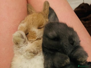 French Lop rabbits bunny - Advert 1