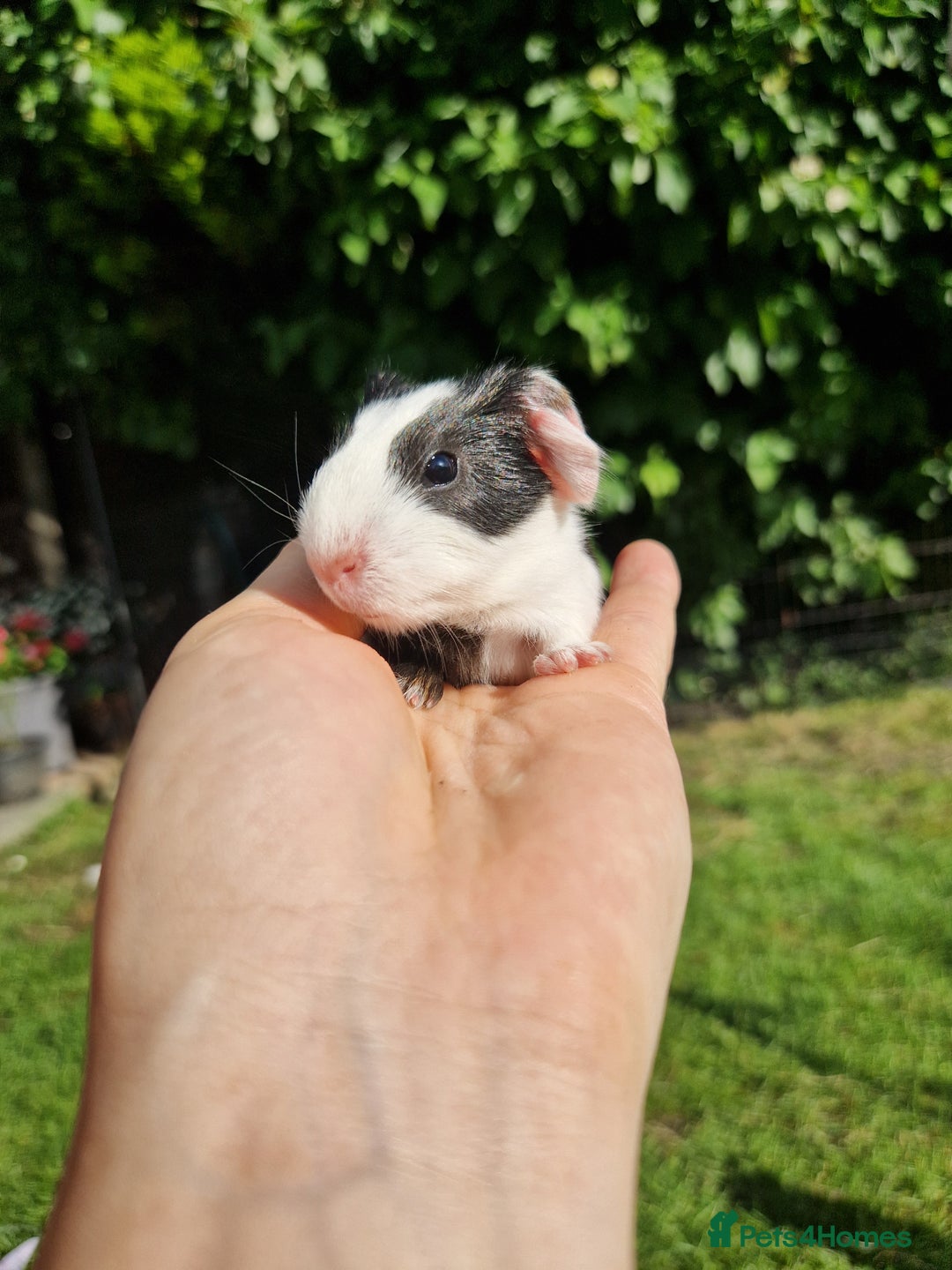 Guinea Pig rodents for sale: 2 beautiful babies arrive reserve Now  in Darwen - Image 9