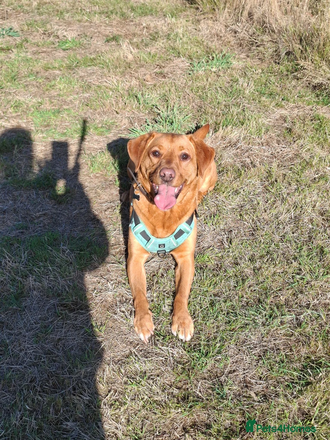 Labrador Retriever dogs for sale: Odie the Fox Red Labrador  - Advert 2