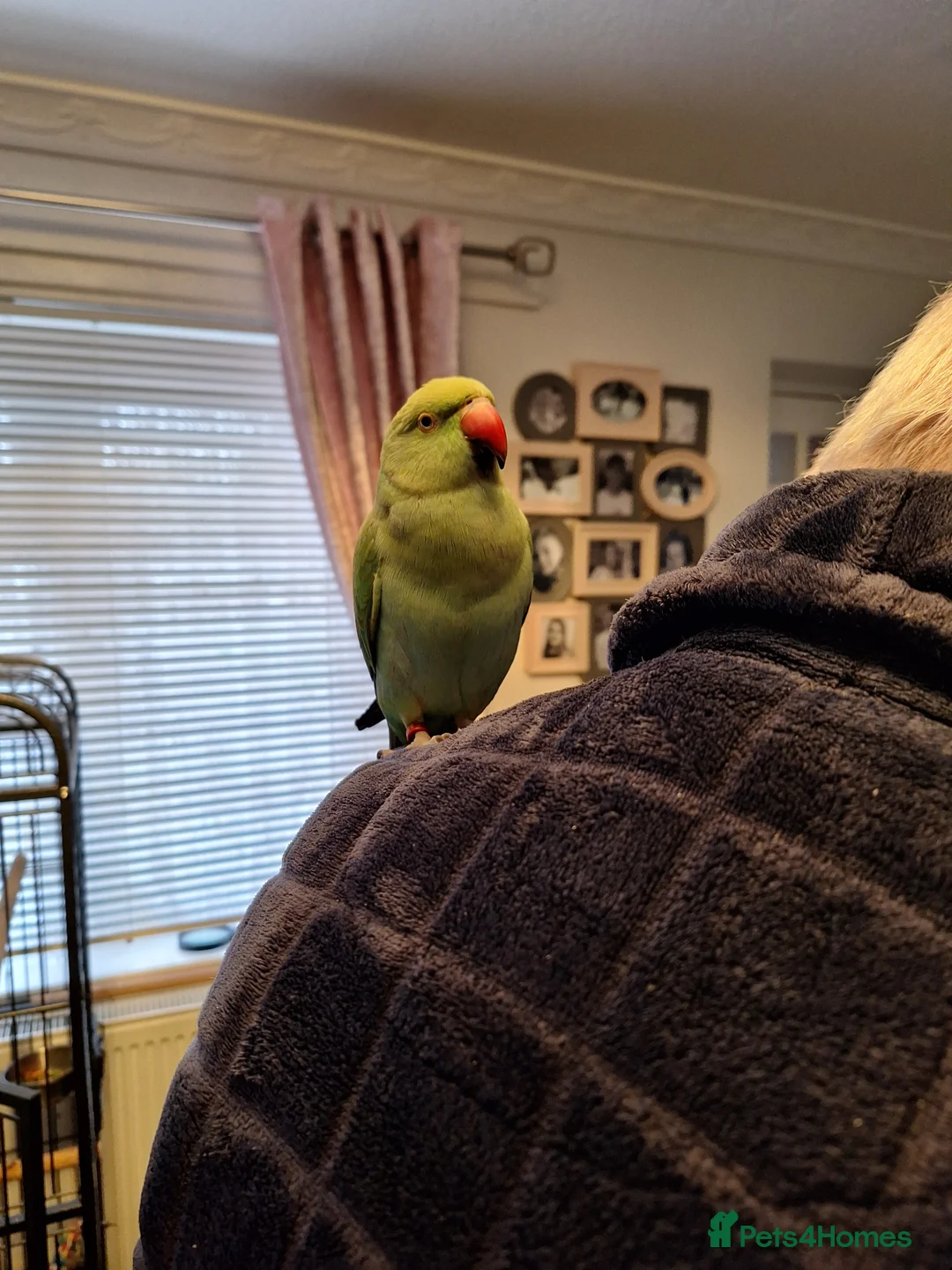 Ringnecks birds for sale: Indian ringneck - Advert 5