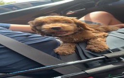 Cockapoo dogs for sale: 5 month Cockapoo puppy  - Image 2