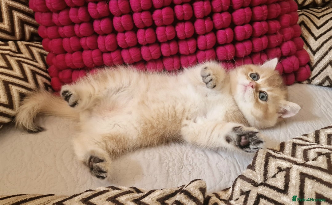 British Shorthair cats for sale: GOLDEN BRITISH SHORTHAIR KITTENS TICA  - Image 19