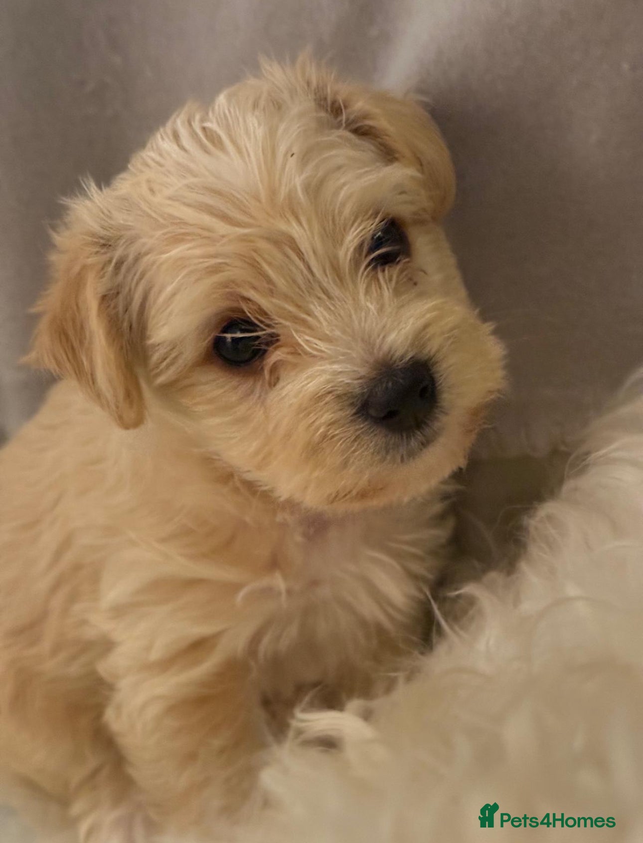 Mixed Breed dogs 🐾 Adorable Puppies Ready for Forever Homes 🐾 - Advert 5