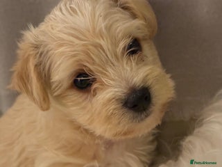 Mixed Breed dogs 🐾 Adorable Puppies Ready for Forever Homes 🐾 - Advert 4